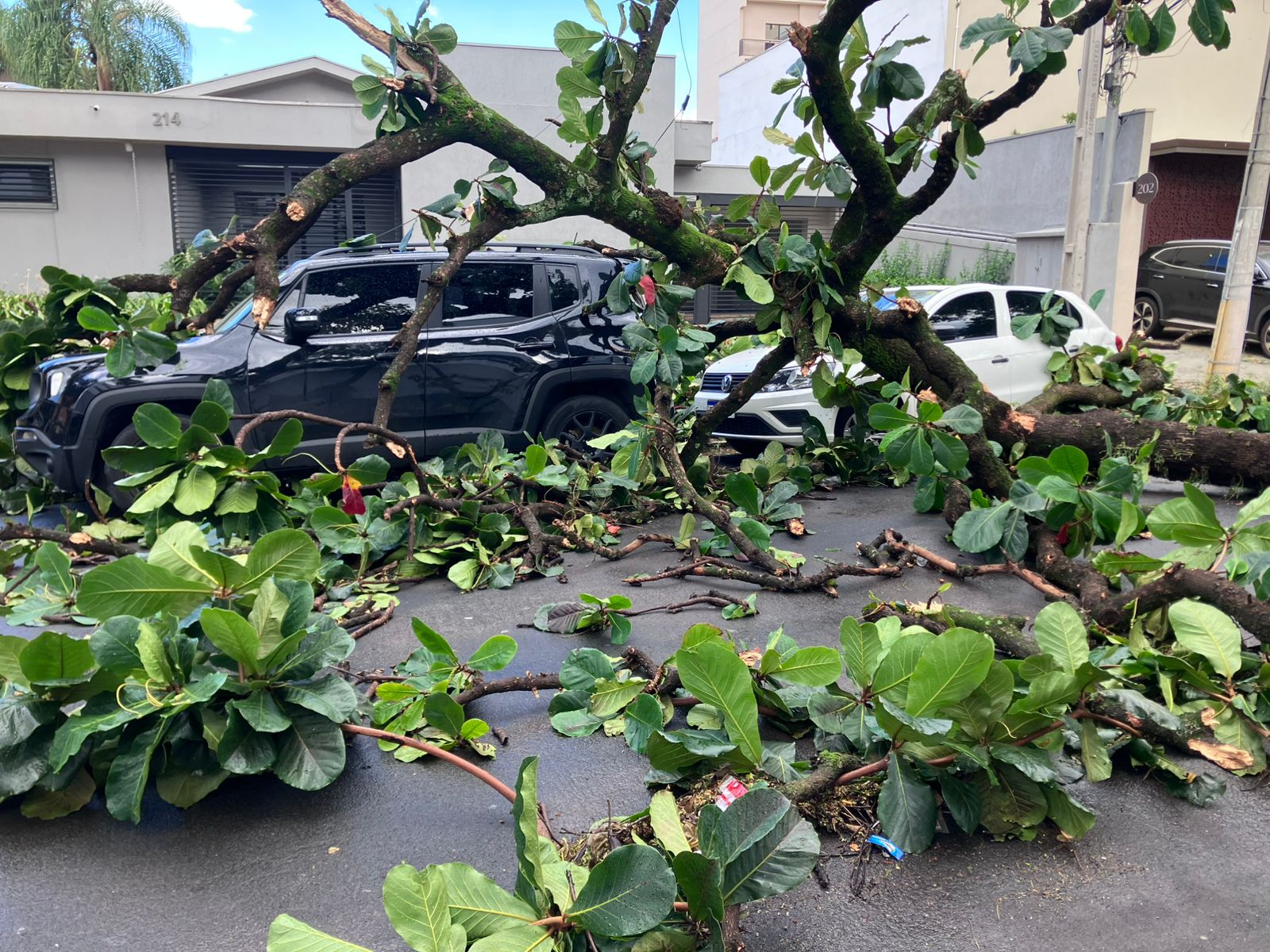 Temporal derruba árvores e destelha agência bancária em Campinas