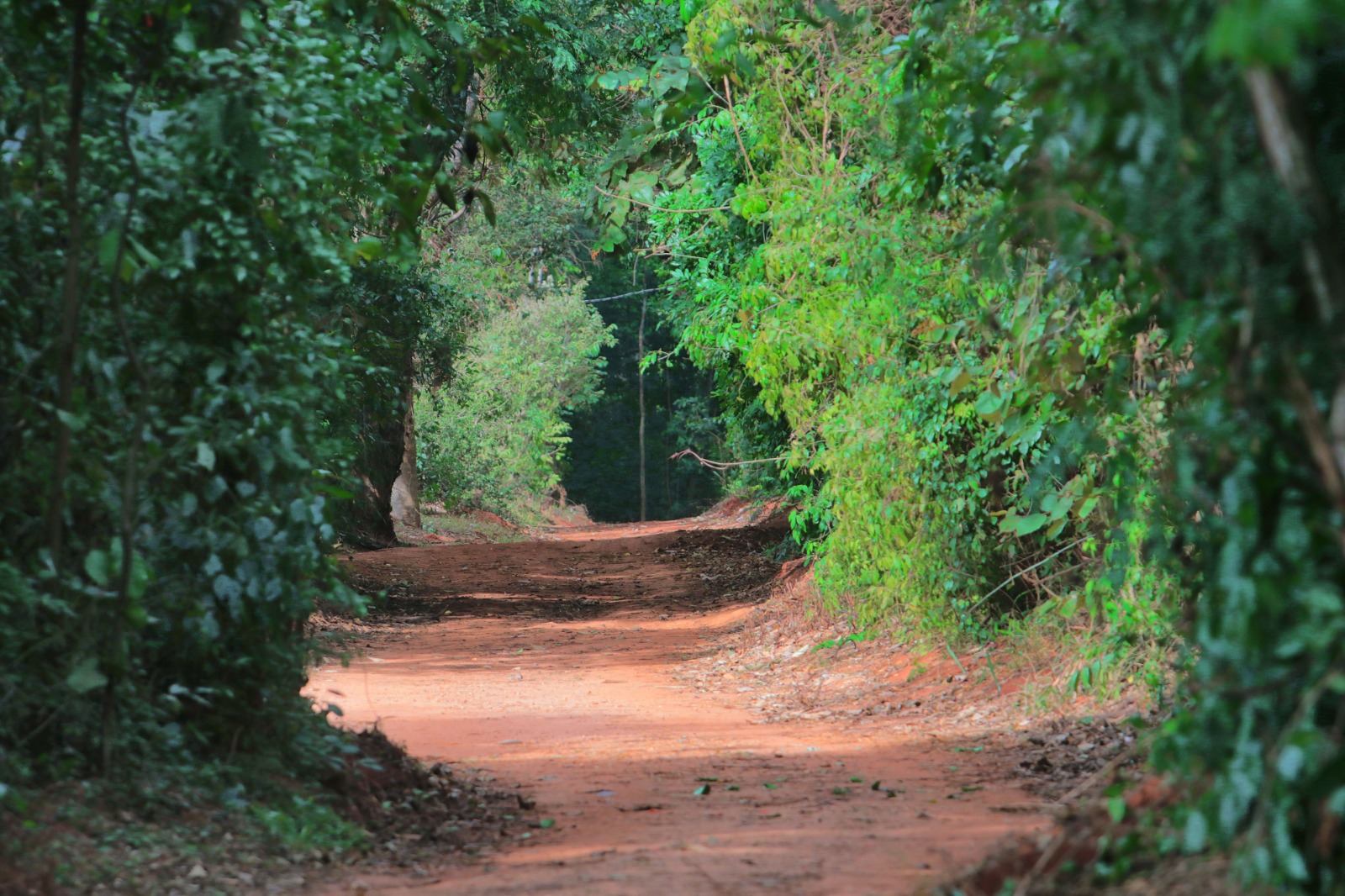 Prefeitura mantém seis parques e Mata de Santa Genebra fechados nesta sexta