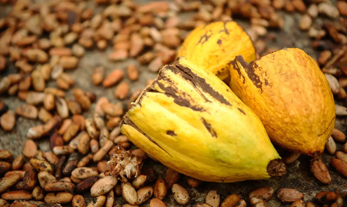 Projeto em Campinas une pesquisa e extensão para impulsionar produção sustentável de cacau e chocolate em SP