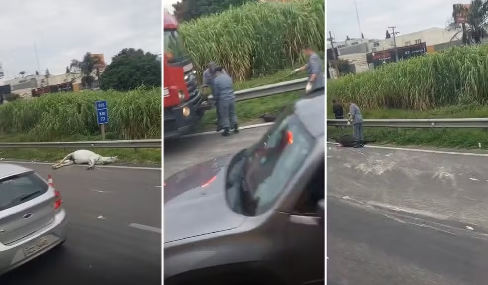 Colisão envolvendo três veículos deixa um ferido e dois cavalos mortos na Rodovia Anhanguera