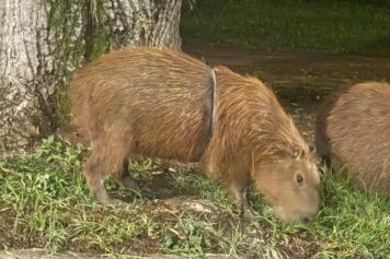 Capivara com objeto preso ao corpo é resgatada após um mês em Piracicaba