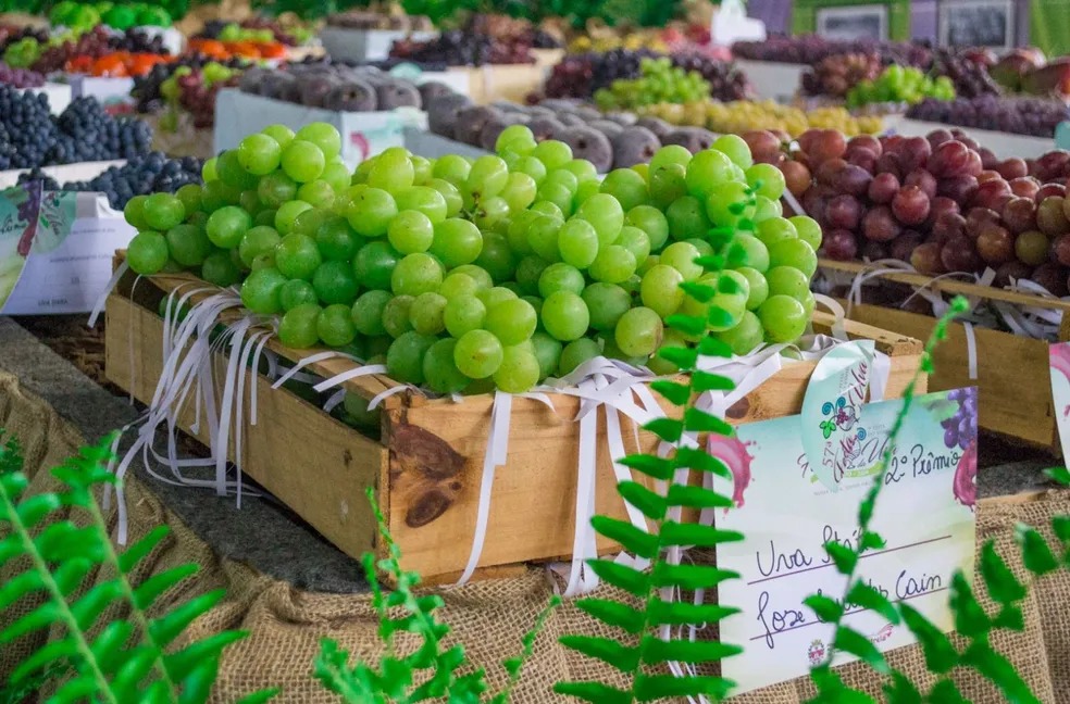Vinhedo abre tradicional Festa da Uva e do Vinho com shows e gastronomia