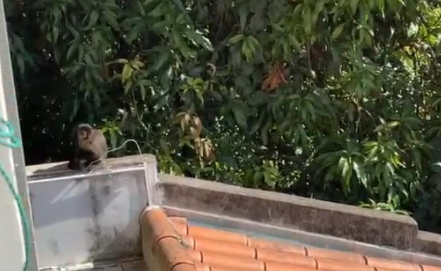 Macaco doméstico foge, invade casas e assusta moradores na Vila Carminha, em Campinas