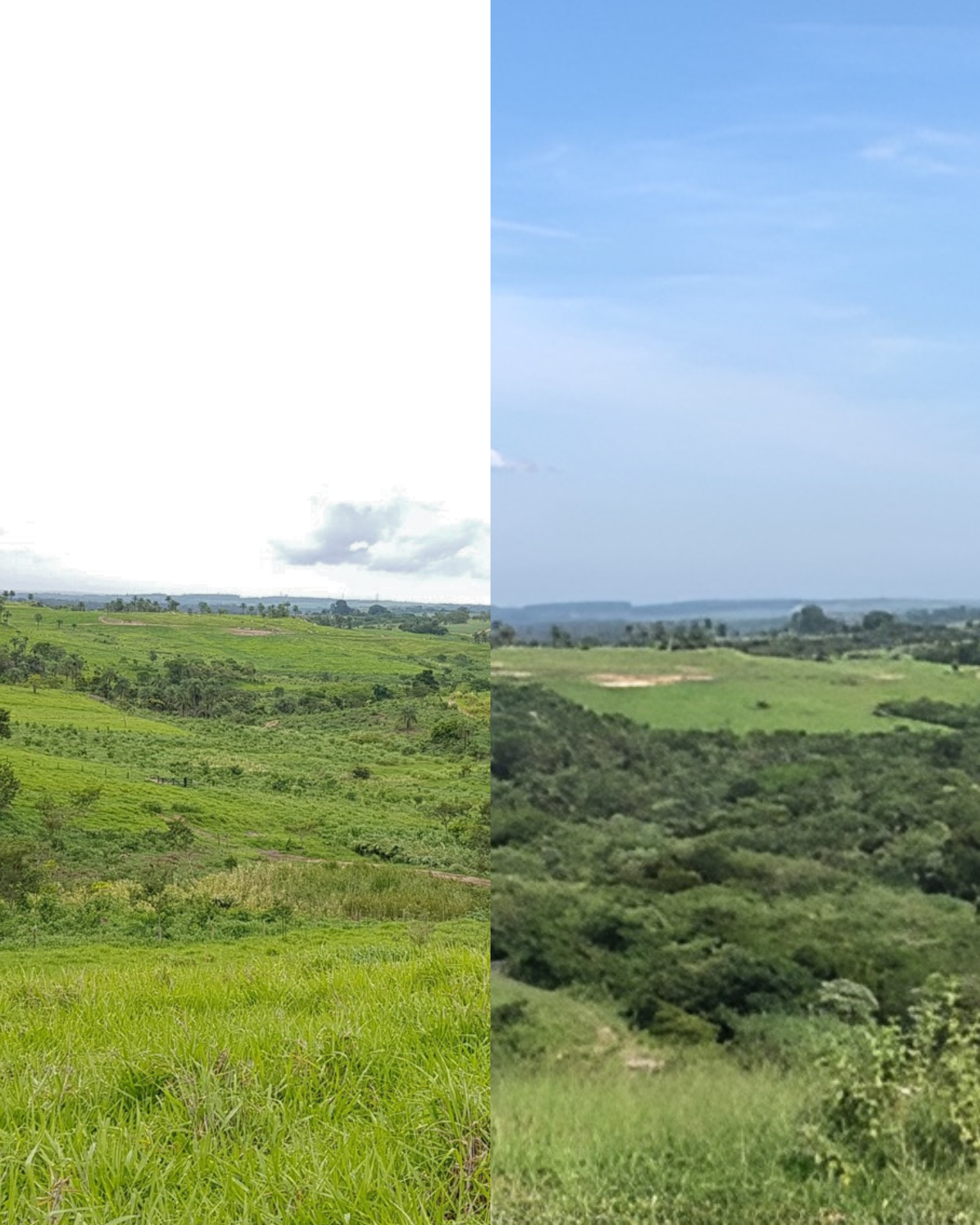 floresta