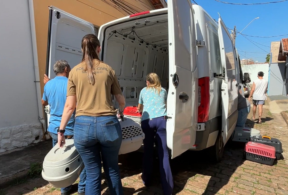 Resgate de 35 gatos em situação de abandono choca Piracicaba