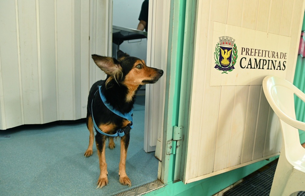 Consultório veterinário móvel começa atendimento nesta segunda em Campinas