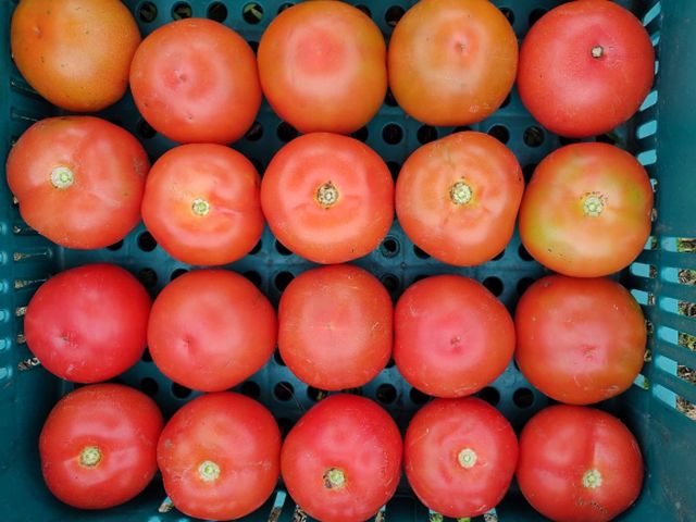 tomate