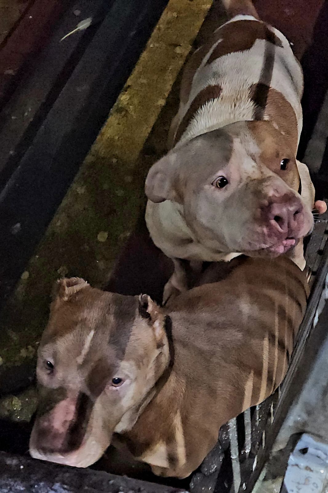 Cães da raça pitbull invadem escola no Centro de Limeira; ninguém ficou ferido 