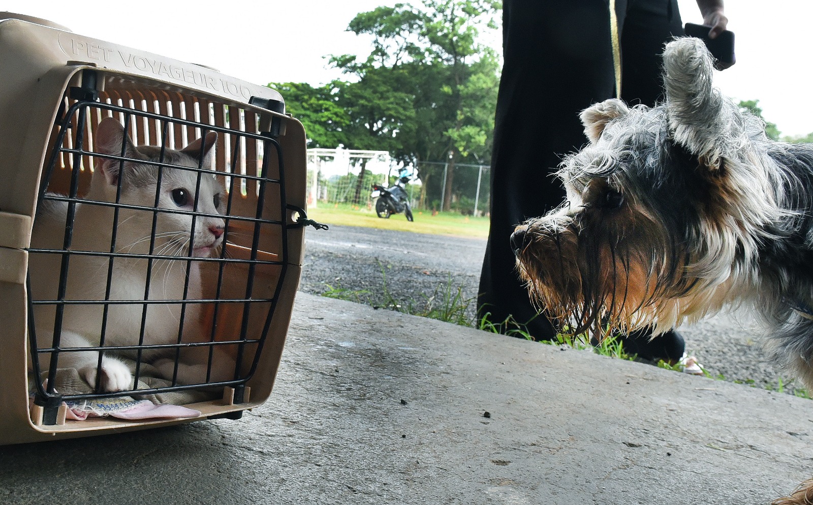 Campinas abre 1,6 mil vagas para castração e microchipagem gratuita de pets no Jardim Nova Europa