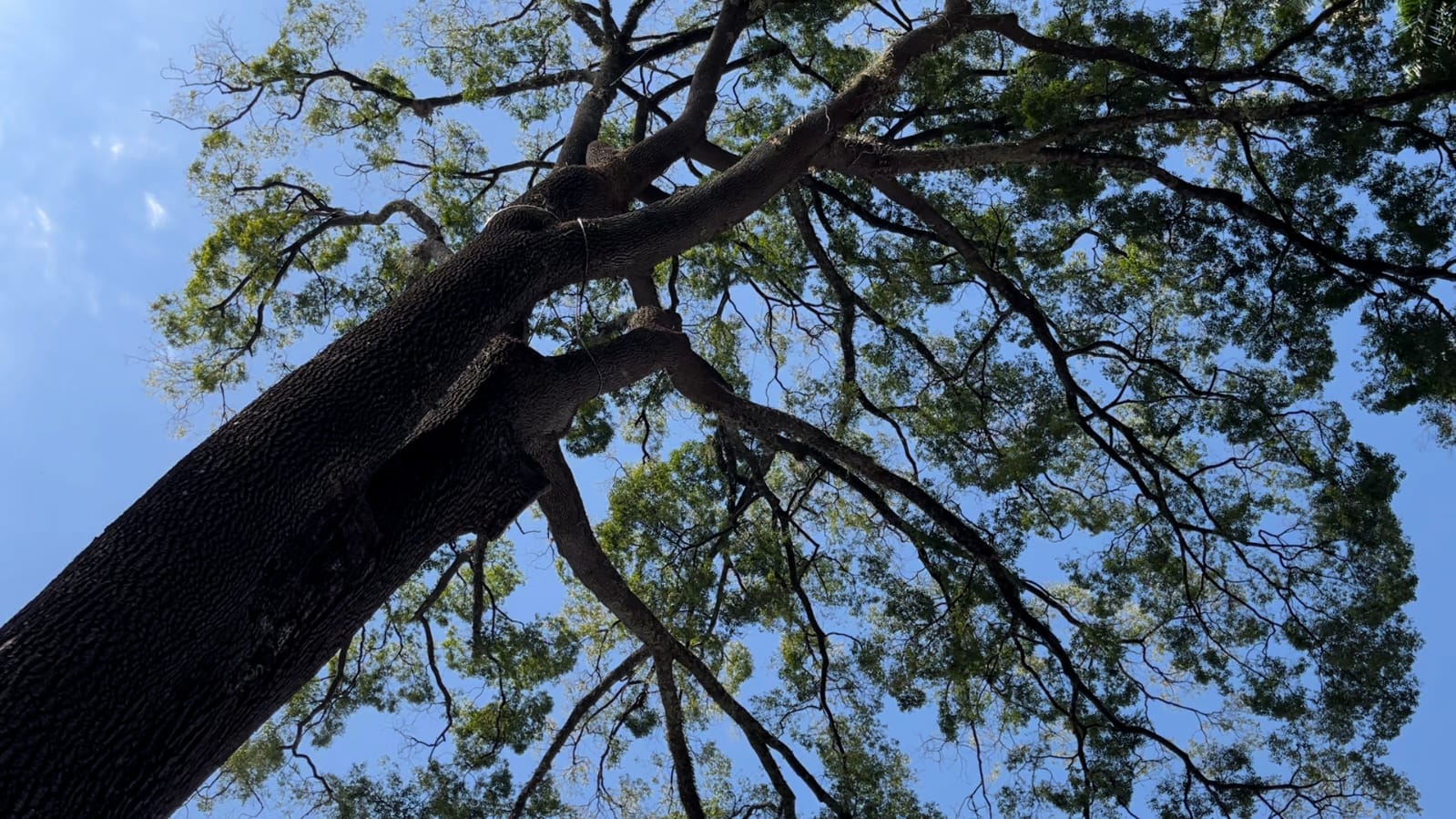 Condema questiona manejo de árvores no Bosque dos Jequitibás