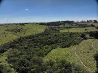 Reflorestamento em fazenda de Jaguariúna se torna referência estadual