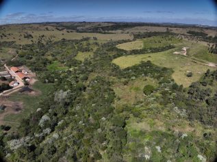 Reflorestamento em fazenda de Jaguariúna se torna referência estadual