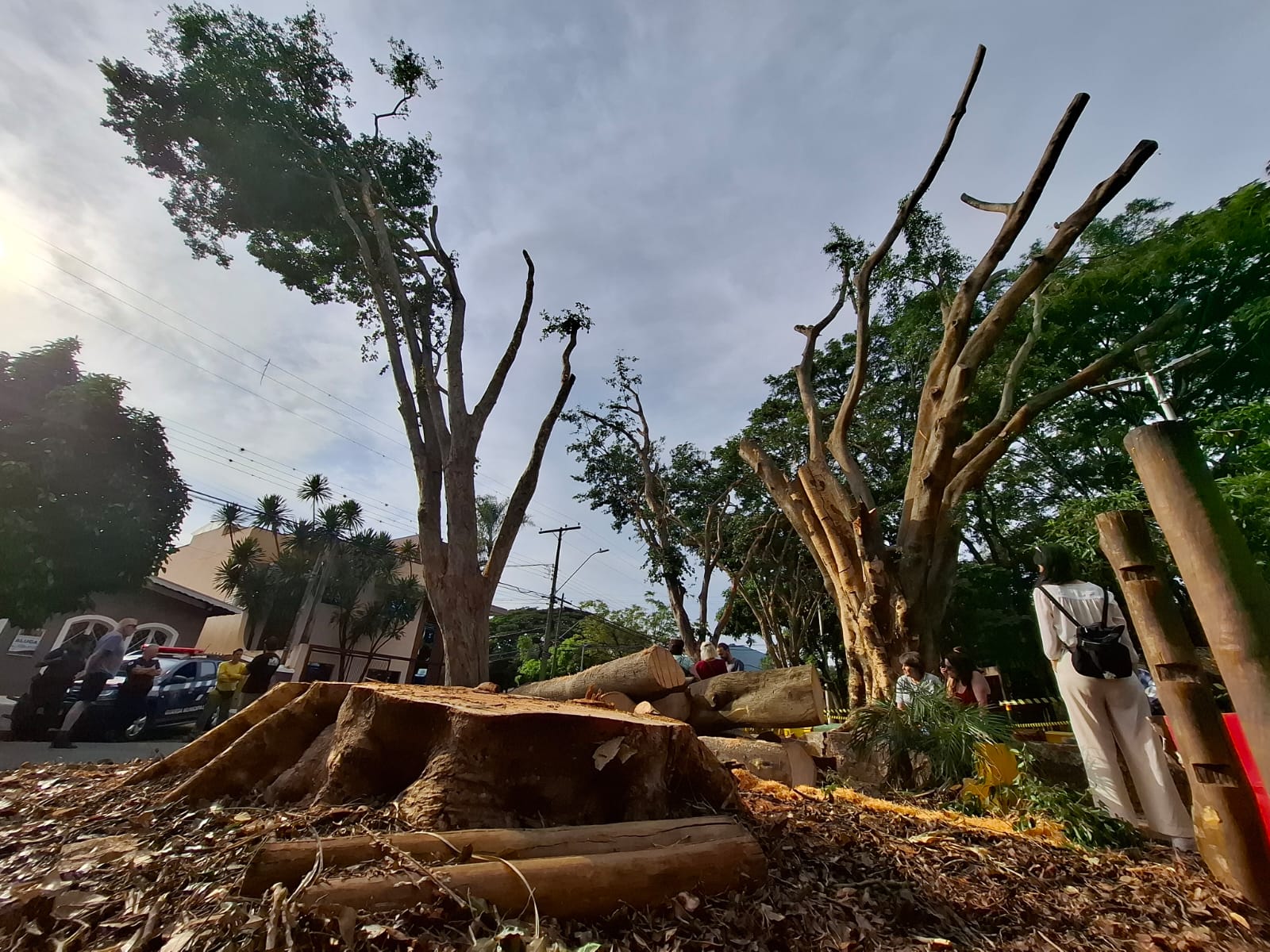 MP suspende corte de árvores remanescentes na Praça do Coco e exige novo laudo da Prefeitura 