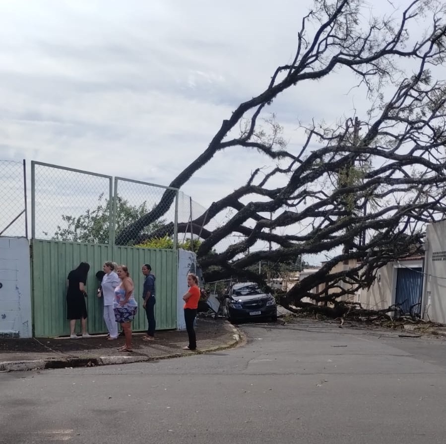 Árvore cai dentro de escola em Campinas, atinge poste e deixa região sem energia