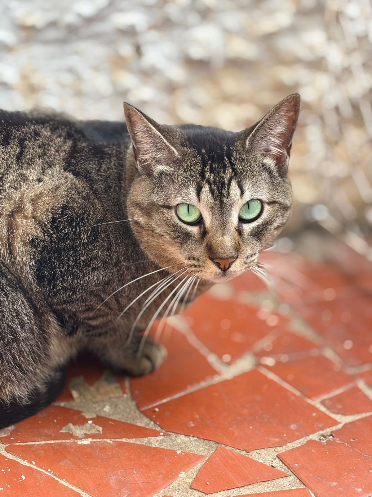 Shopping de Indaiatuba recebe feira de adoção de animais neste sábado (30)