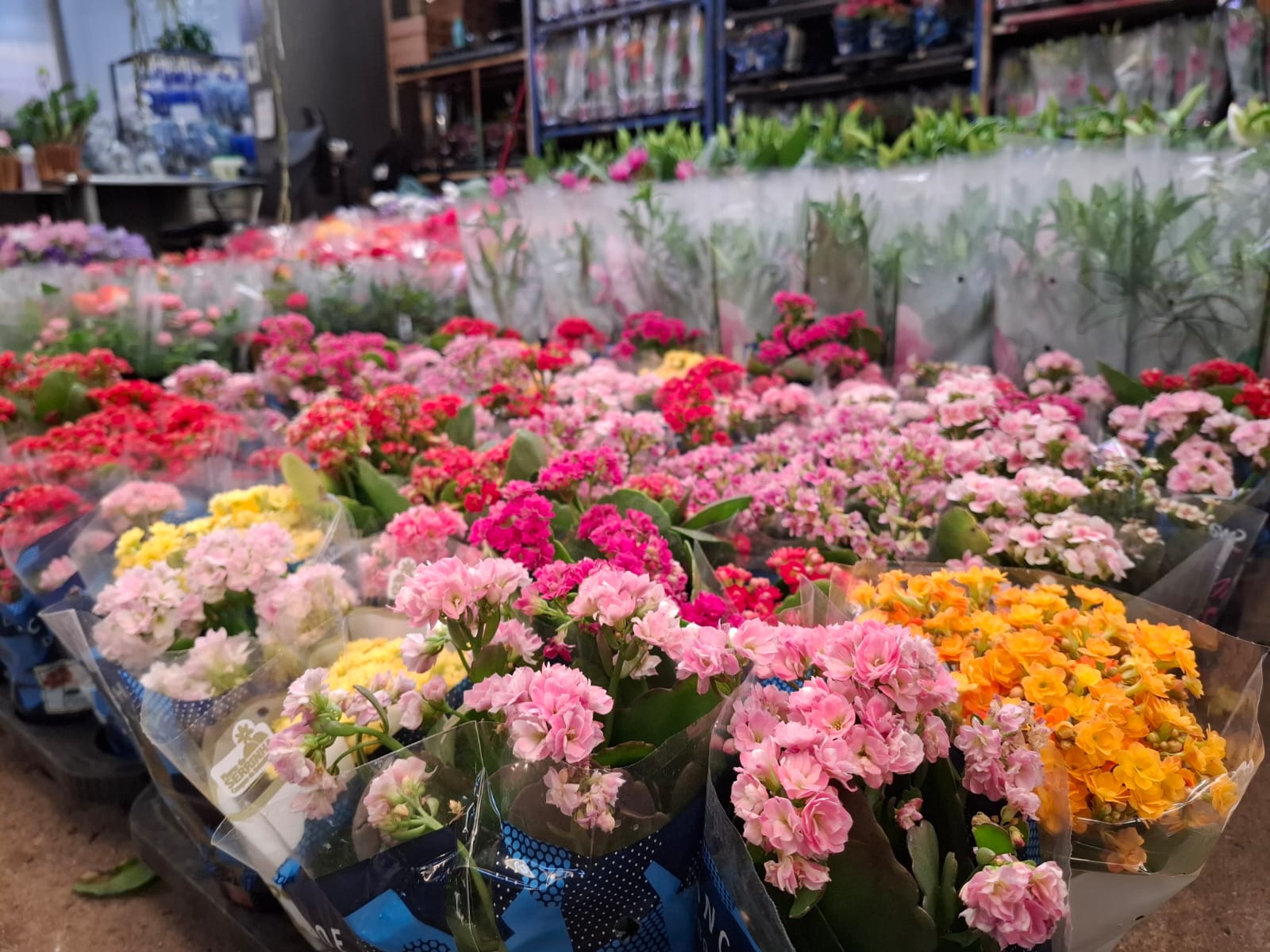 Ceasa Campinas - Mercado de Flores