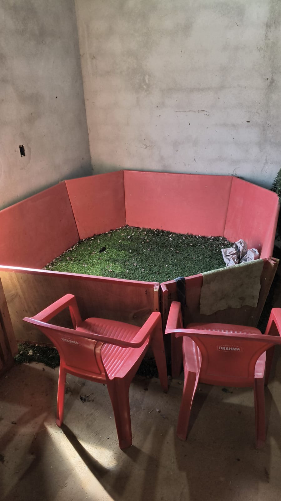 Polícia Ambiental resgata galos em situação de maus-tratos em Cosmópolis 