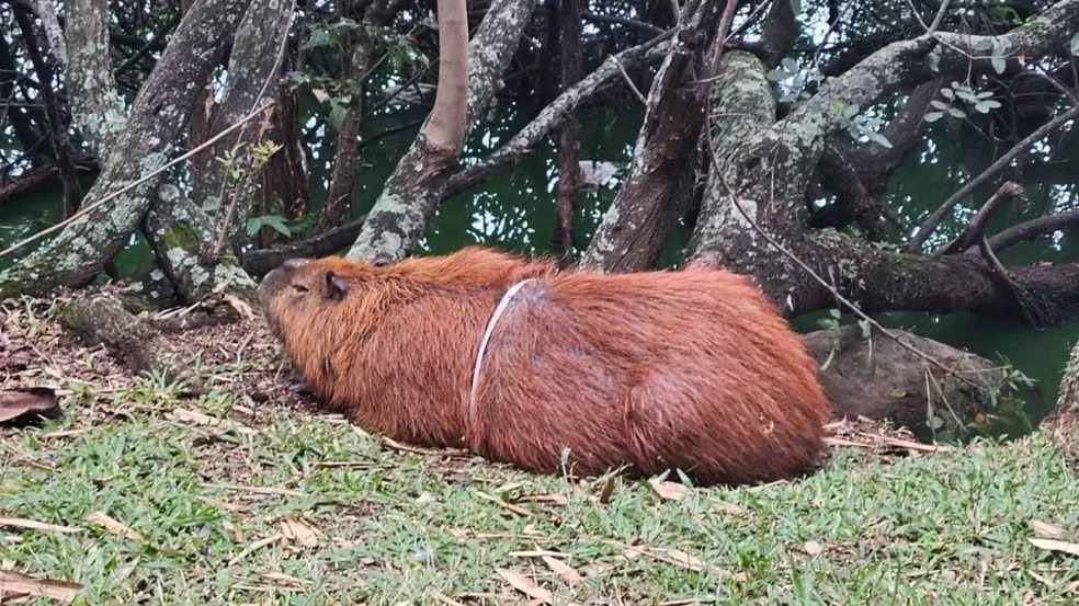 Capivara com arco plástico preso ao corpo mobiliza Bombeiros na Lagoa do Taquaral 