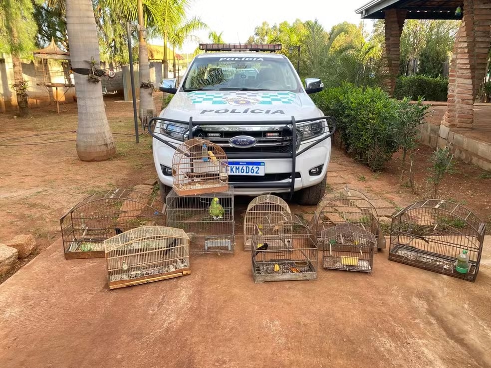 Polícia Ambiental apreende aves e multa morador por maus-tratos em Hortolândia
