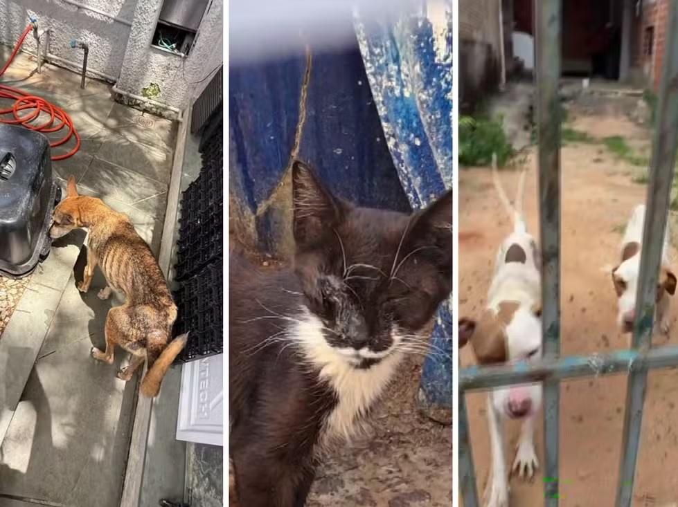 Denúncias de maus-tratos a animais aumentam em Campinas; casos já são 1,1 mil em 2026