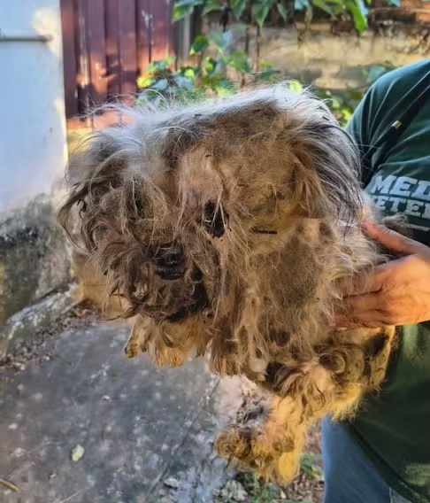 Servidor de Piracicaba suspeito de maus-tratos a animais é suspenso após prisão