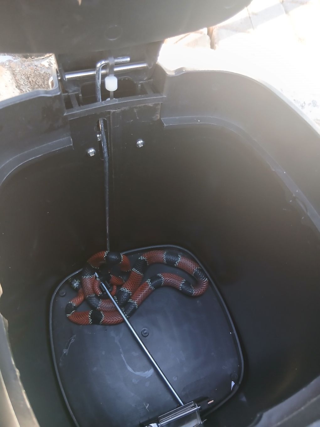 Pelotão ambiental resgata quatro cobras em Vinhedo em ocorrências diferentes