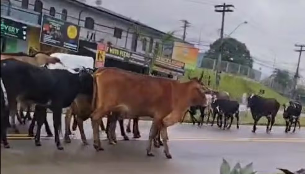 Boiada invade corredor BRT na Avenida Ruy Rodriguez e chama atenção em Campinas 