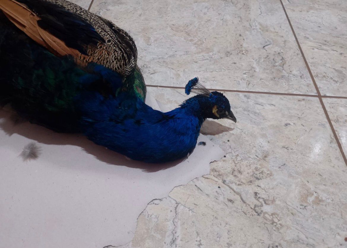 Guardas resgatam pavão que teria sido descartado no lixo