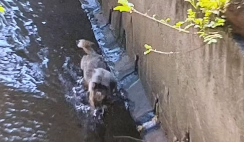Cachorro é resgatado após ficar preso em córrego de Piracicaba