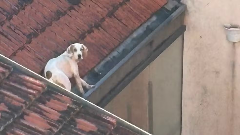 Cachorro é resgatado após passar a madrugada em telhado de restaurante em Águas de São Pedro; veja vídeo
