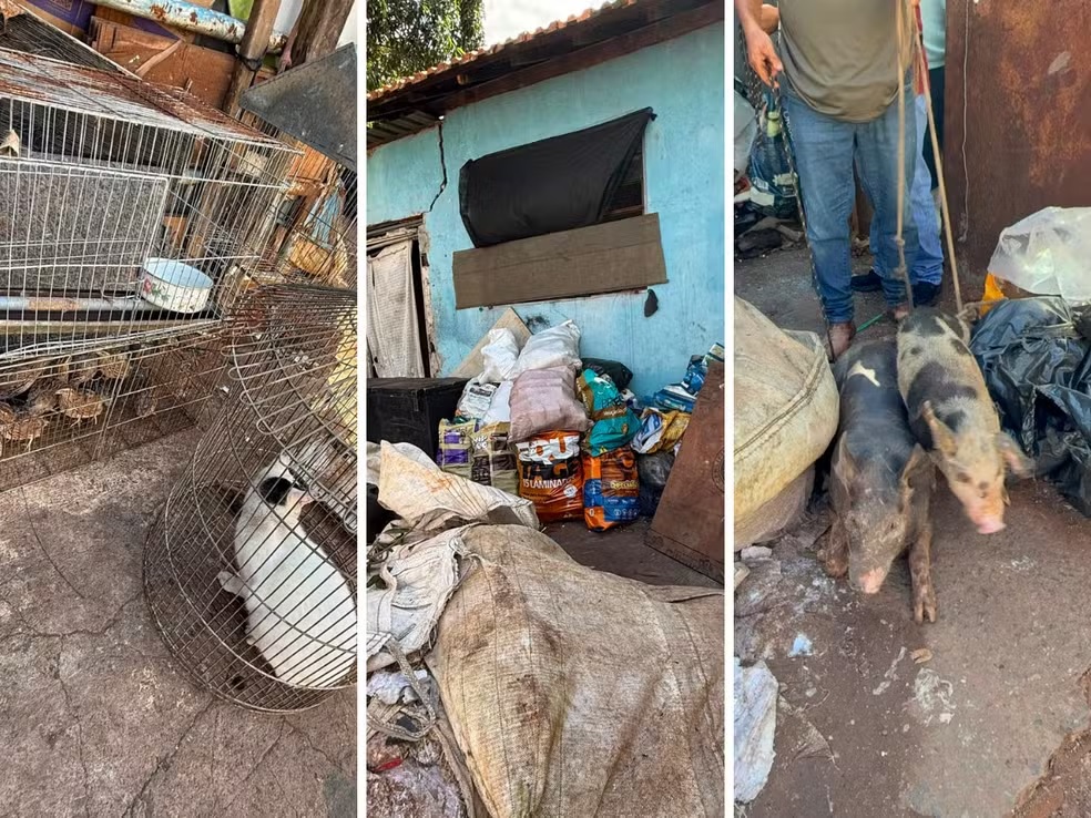 Animais são resgatados sem água e comida em Mogi Mirim