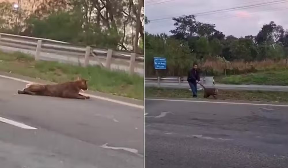 Onça-parda atropelada em rodovia de Piracicaba ainda não foi encontrada