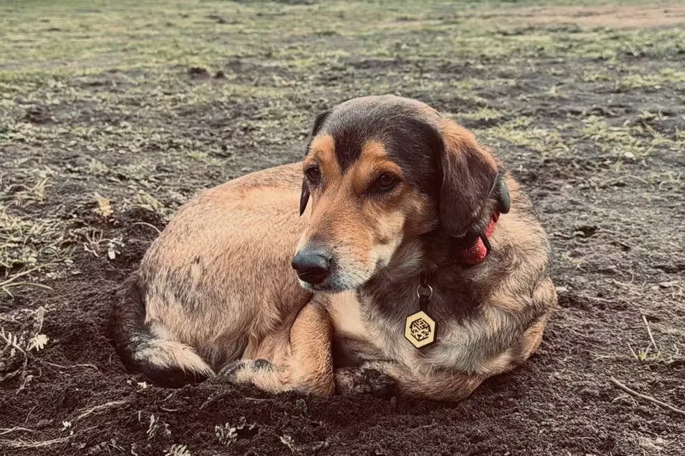 Donos de cachorro que morreu na Patagônia iniciam viagem de volta ao Brasil