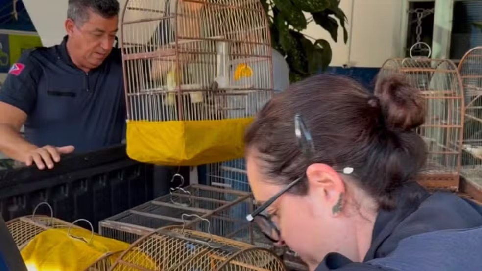 GM apreende 22 aves silvestres mantidas em cativeiro irregular em Americana 