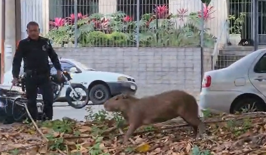 Capivara solta no Centro de Limeira mobiliza operação da GM e dos Bombeiros 