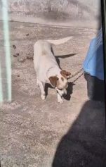 Mulher é presa em flagrante por maus-tratos a cães em Campinas
