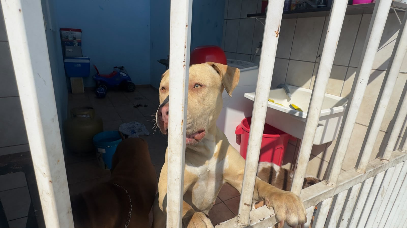 Três pessoas ficam feridas após ataque de dois cães em Americana 