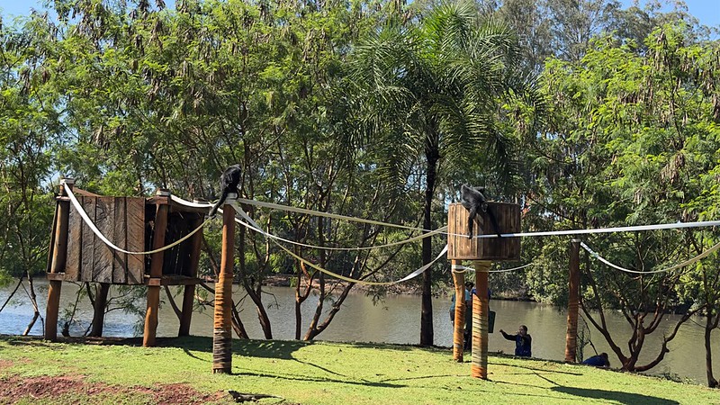 Belo e Michele retornam ao Zoo de Americana após tratamento veterinário 
