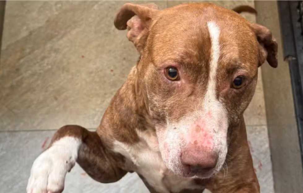 Mulher é presa suspeita de agredir cachorro com chutes e cabo de vassoura em Limeira