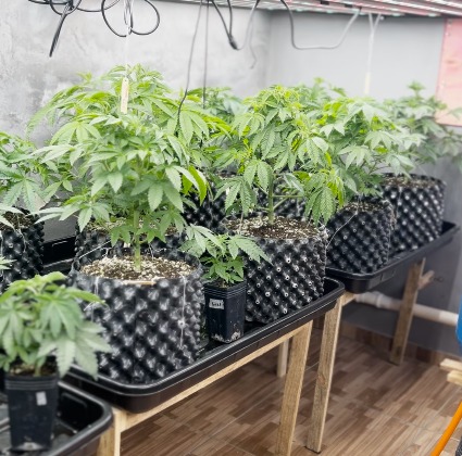 PM apreende 57 pés e um tijolo de maconha em Campinas; cão apontou o local das estruturas 
