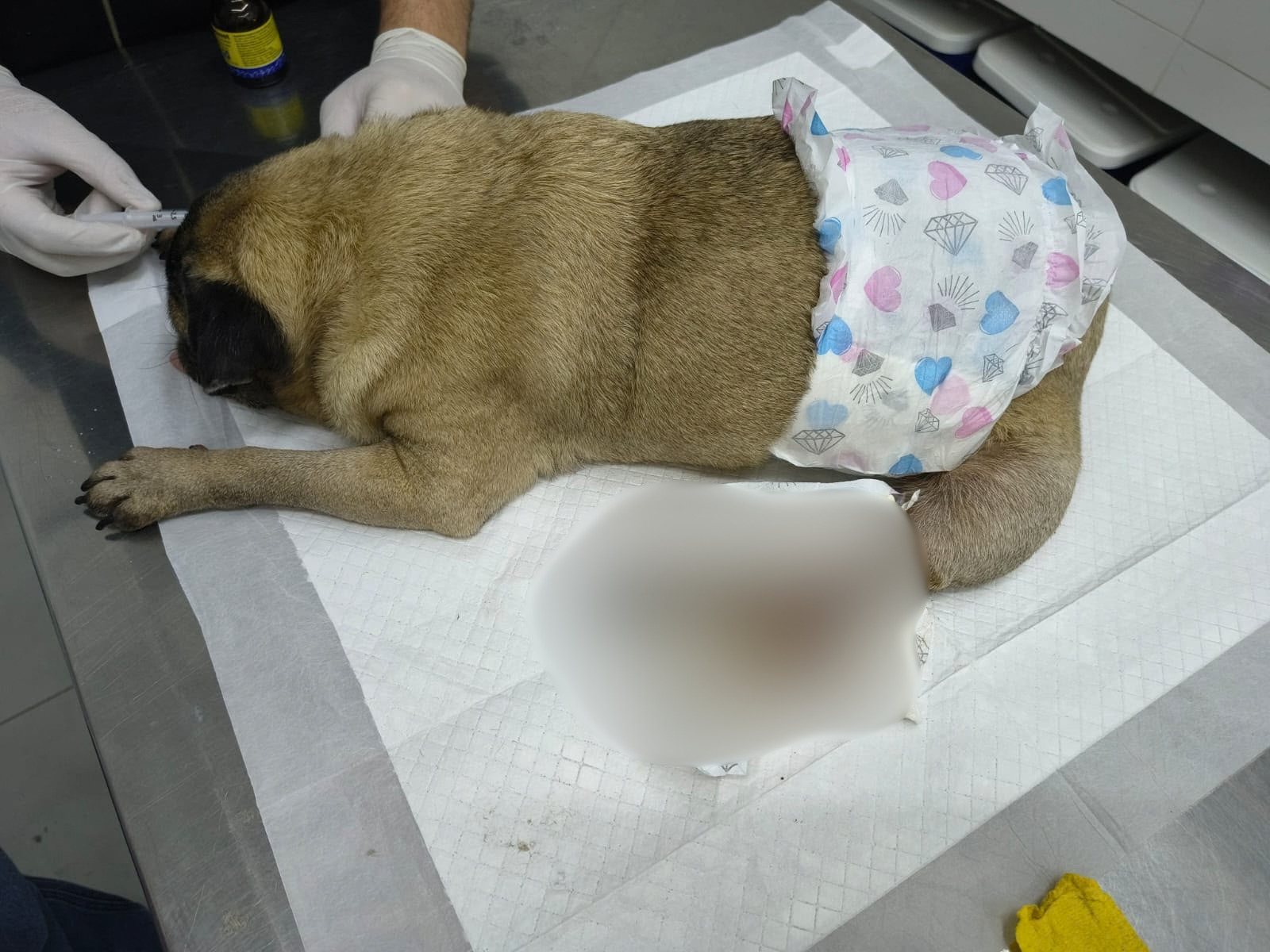 Mulher é presa suspeita de maus-tratos conta cão
