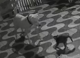 Homem que arremessou gato de carro é preso em Campinas