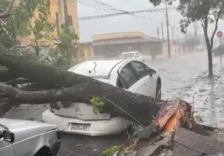 Temporal provoca queda de árvore e destelhamento em Hortolândia