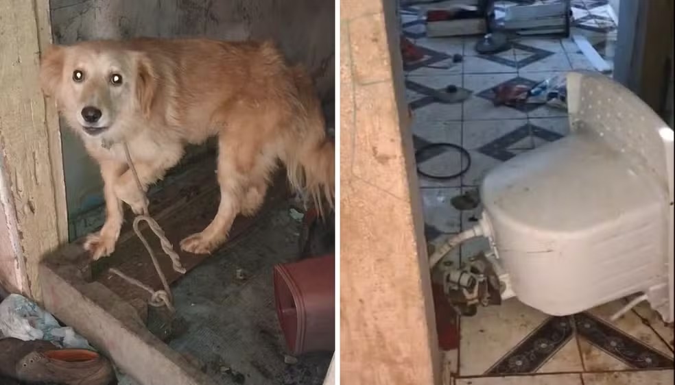 Casal é preso em flagrante por maus-tratos a animais em Campinas