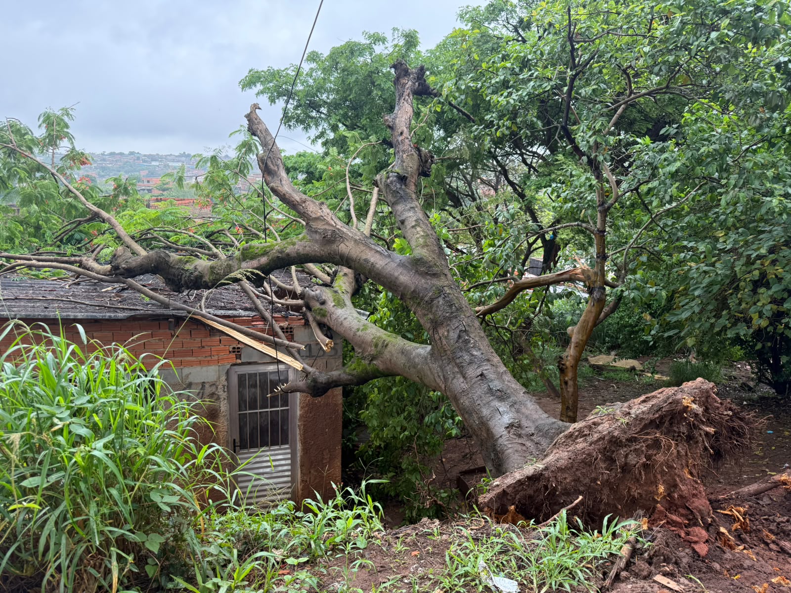 Árvore cai sobre casa após chuva no Campo Belo em Campinas 
